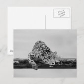Leopard Briefkaart (Voorkant / Achterkant)