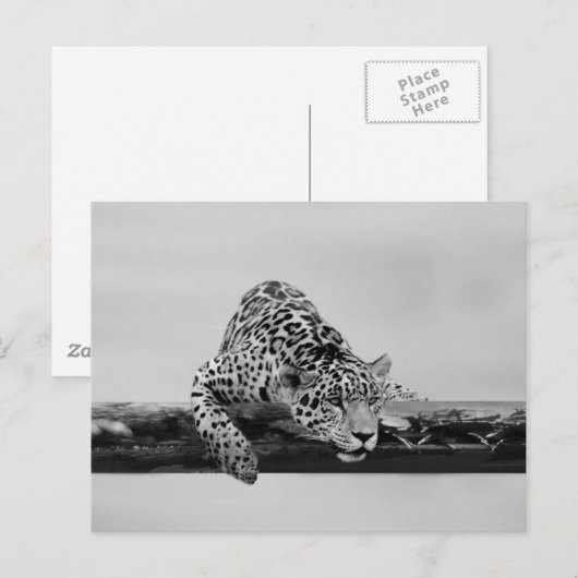 Leopard Briefkaart (Voorkant / Achterkant)