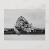 Leopard Briefkaart (Voorkant)