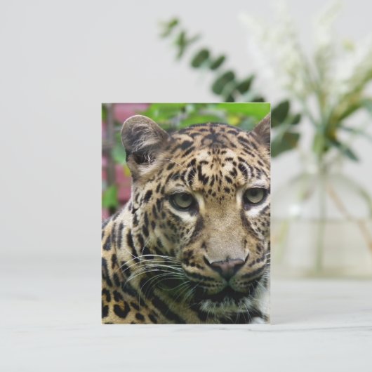 Leopard Briefkaart (Staand voorkant)