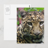 Leopard Briefkaart (Voorkant / Achterkant)