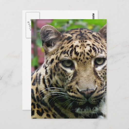 Leopard Briefkaart (Voorkant / Achterkant)