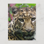 Leopard Briefkaart (Voorkant)
