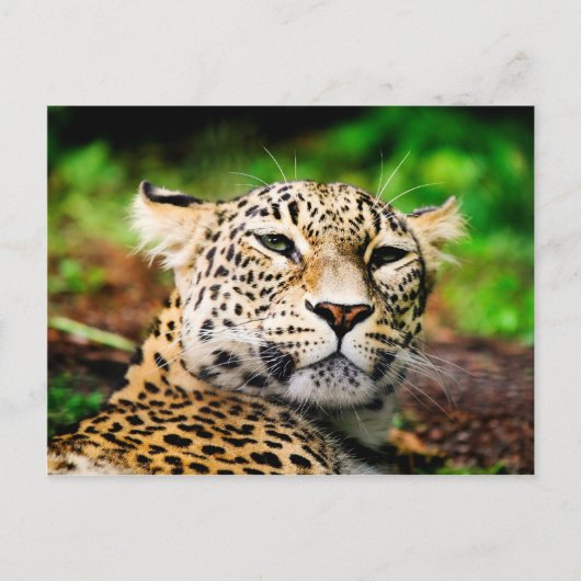Leopard Briefkaart (Voorkant)