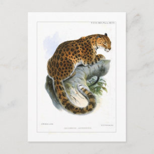 Leopard Briefkaart