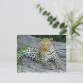 Leopard Briefkaart (Staand voorkant)