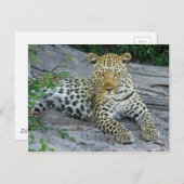 Leopard Briefkaart (Voorkant / Achterkant)