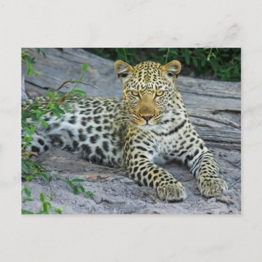 Leopard Briefkaart (Voorkant)