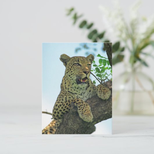 Leopard Briefkaart (Staand voorkant)