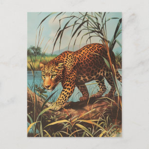 Leopard  briefkaart
