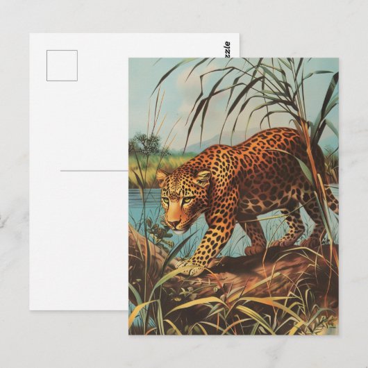 Leopard briefkaart (Voorkant / Achterkant)