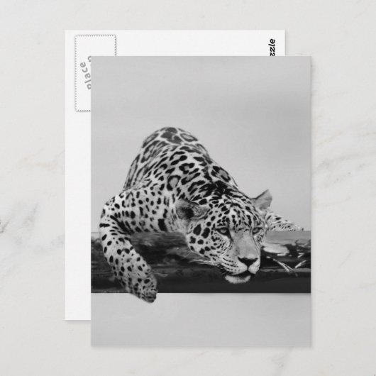 Leopard Briefkaart (Voorkant / Achterkant)