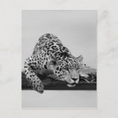 Leopard Briefkaart (Voorkant)