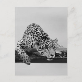 Leopard Briefkaart