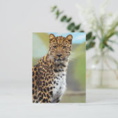Leopard Briefkaart (Staand voorkant)