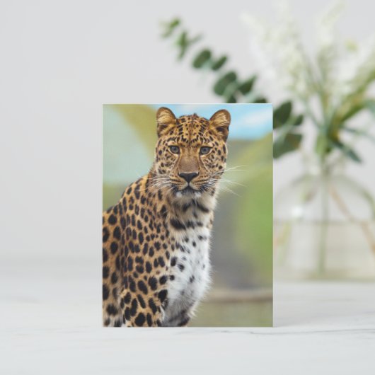 Leopard Briefkaart (Staand voorkant)