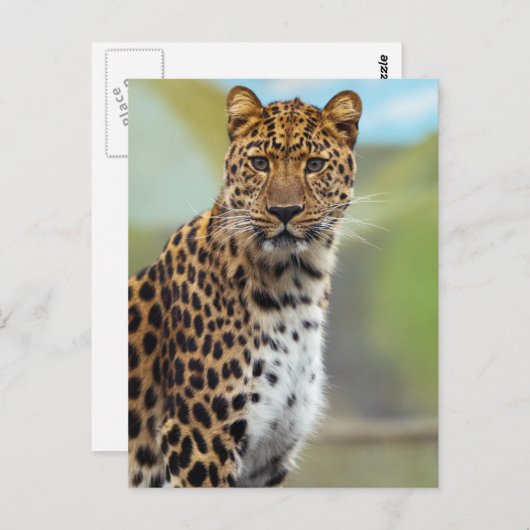 Leopard Briefkaart (Voorkant / Achterkant)