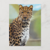 Leopard Briefkaart (Voorkant)