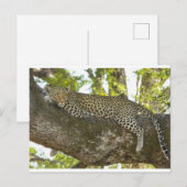 Leopard Briefkaart (Voorkant / Achterkant)