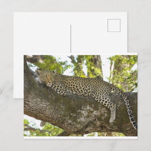 Leopard Briefkaart (Voorkant / Achterkant)