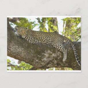 Leopard Briefkaart