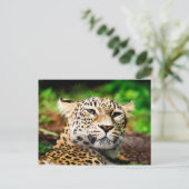 Leopard Briefkaart (Staand voorkant)