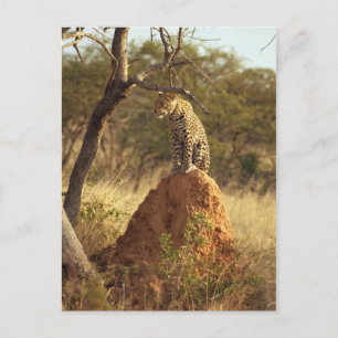 Leopard Briefkaart