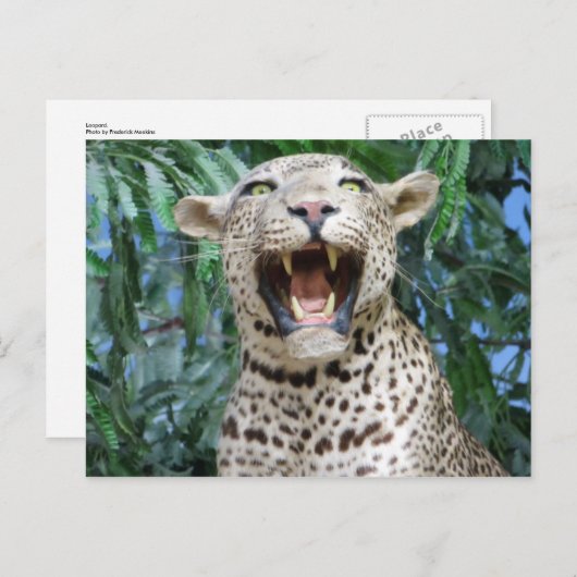Leopard Briefkaart (Voorkant / Achterkant)