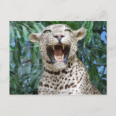 Leopard Briefkaart (Voorkant)
