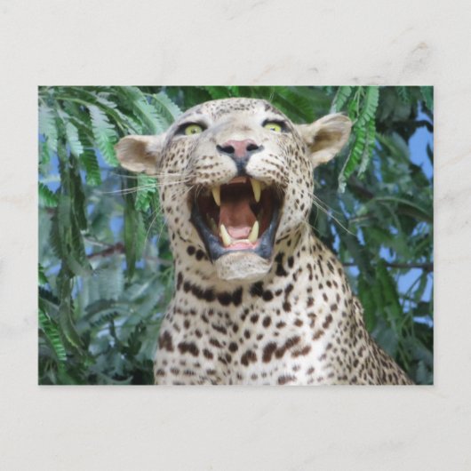 Leopard Briefkaart (Voorkant)