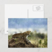 Leopard Briefkaart (Voorkant / Achterkant)