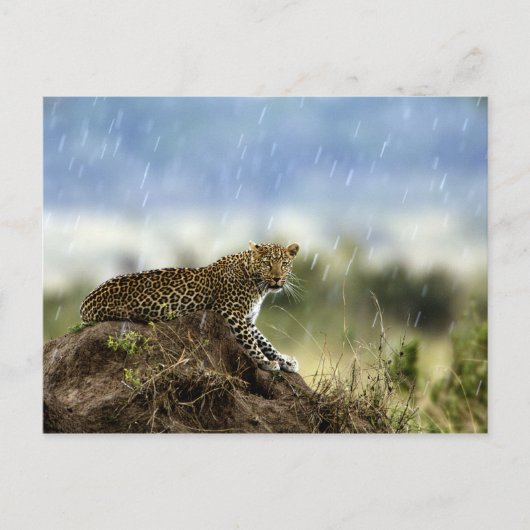 Leopard Briefkaart (Voorkant)