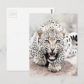 Leopard Briefkaart (Voorkant / Achterkant)