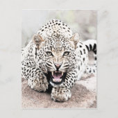 Leopard Briefkaart (Voorkant)