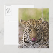 Leopard Briefkaart (Voorkant / Achterkant)