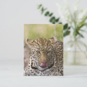 Leopard Briefkaart (Staand voorkant)
