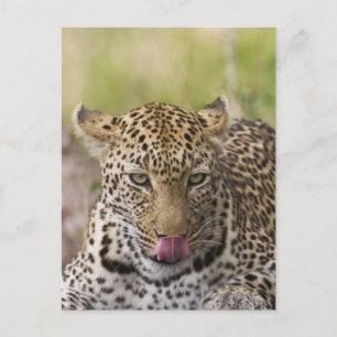 Leopard Briefkaart