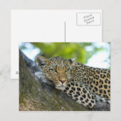 Leopard Briefkaart (Voorkant / Achterkant)