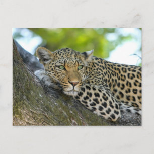 Leopard Briefkaart