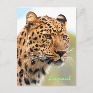 Leopard-Briefkaart Briefkaart