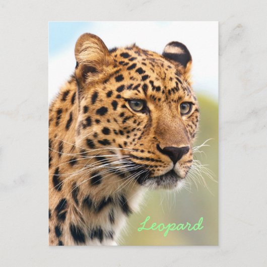 Leopard-Briefkaart Briefkaart (Voorkant)