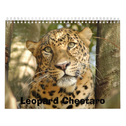 Leopard Cheetaro013, Leopard Cheetaro Kalender (Hoes)