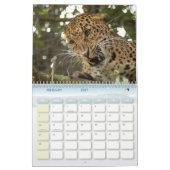 Leopard Cheetaro013, Leopard Kalender (Feb 2027)