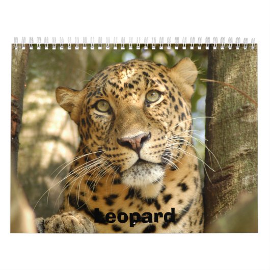 Leopard Cheetaro013, Leopard Kalender (Hoes)