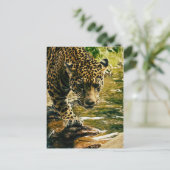 Leopard Crossing a Stream Briefkaart (Staand voorkant)