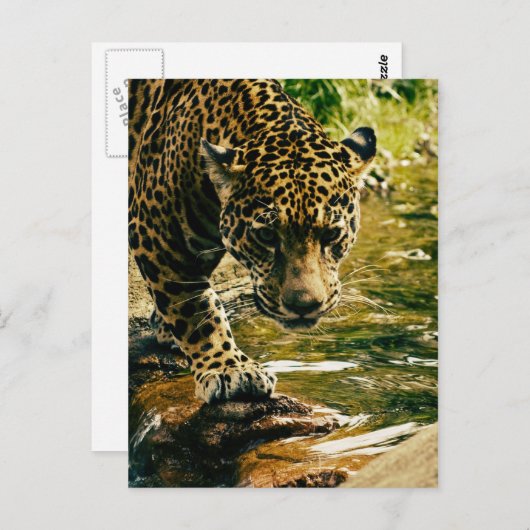 Leopard Crossing a Stream Briefkaart (Voorkant / Achterkant)