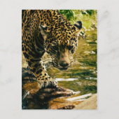 Leopard Crossing a Stream Briefkaart (Voorkant)