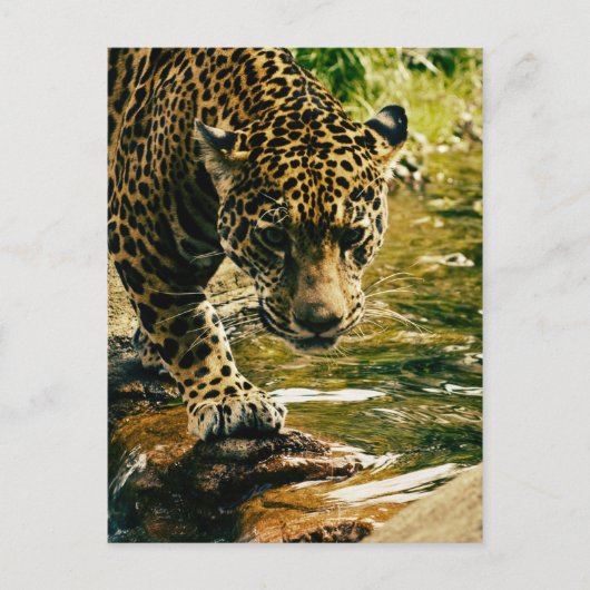 Leopard Crossing a Stream Briefkaart (Voorkant)
