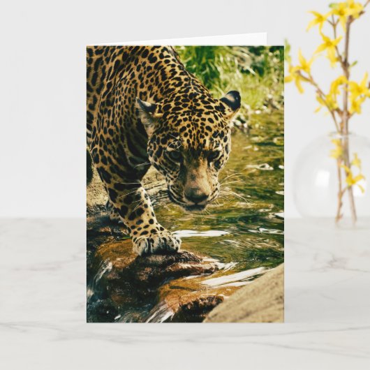 Leopard Crossing a Stream Photograph Kaart (Gele Bloem)