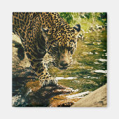 Leopard Crossing a Stream Photograph Magneet (Voorkant)